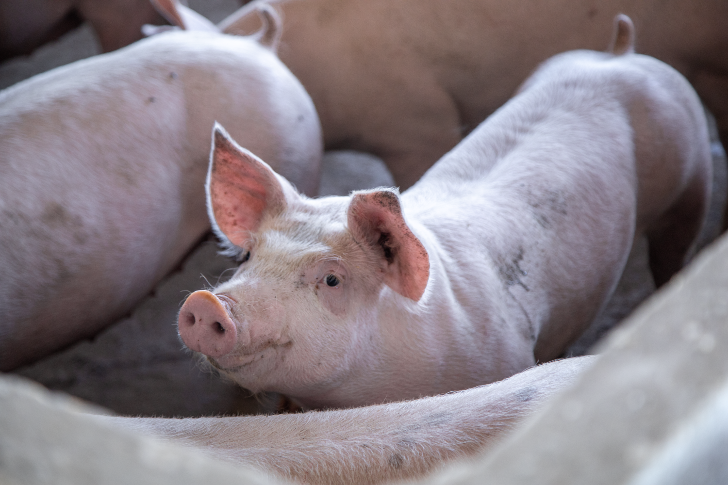 CÁC LOẠI THUỐC LÊN GIỐNG CHO HEO